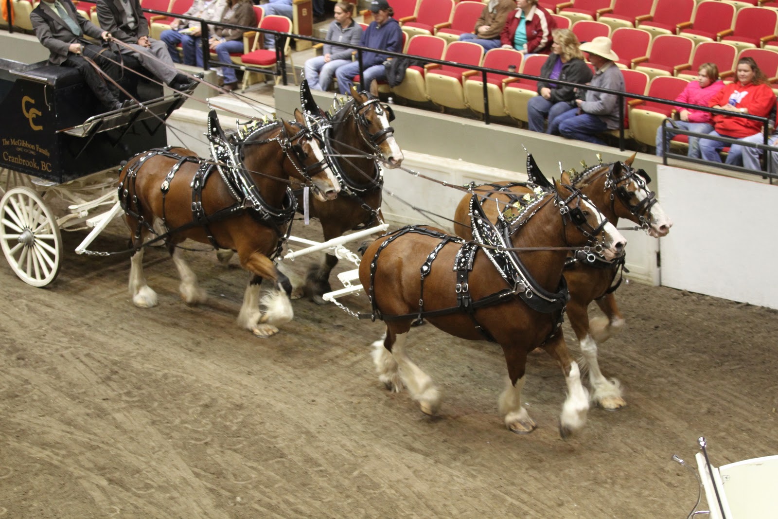 World Clydesdale Show Really Great Photos from Stefan Liess and France