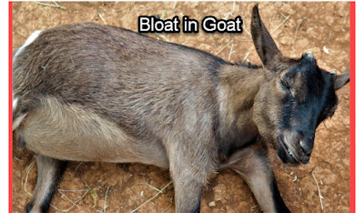 bloat in goat