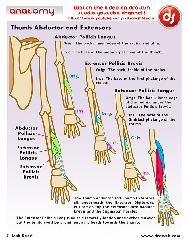 Drawsh The Thumb Extensors