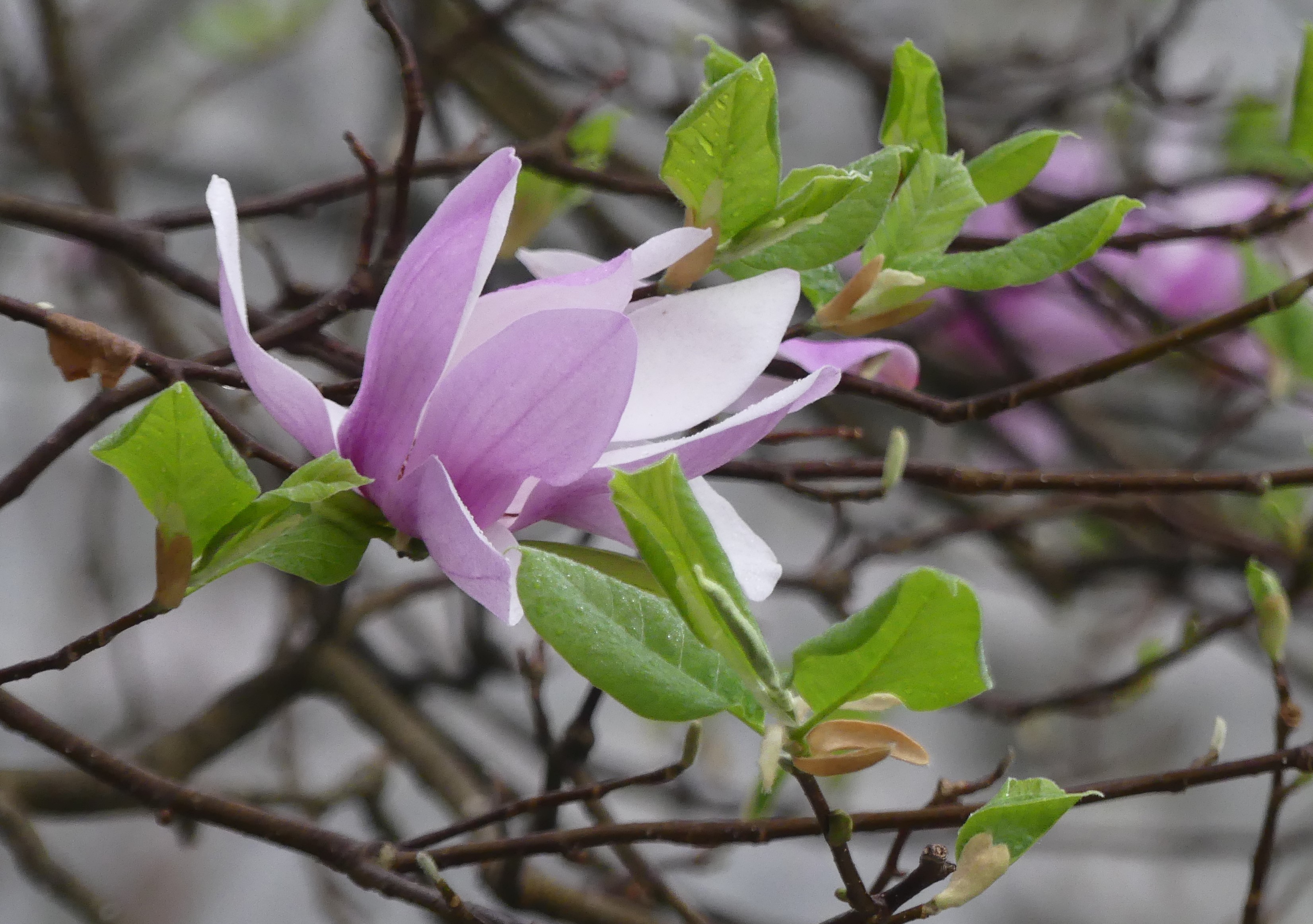 Raleigh Daily Photo Tulip Magnolia