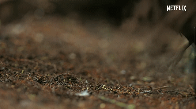 꼬리비녀극락조가 강박적으로 낙엽을 치우며 자신의 영역을 청소하는 이유 | 인스티즈