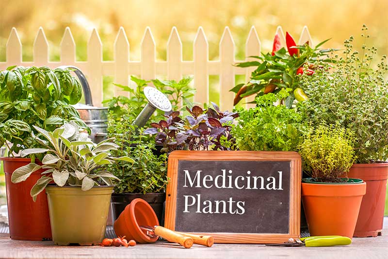 Medicinal Plants as Source of Natural Products A Review