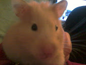 Bella the hamster - RIP