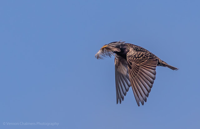 Common starling in flight over the Diep River, Woodbridge Island