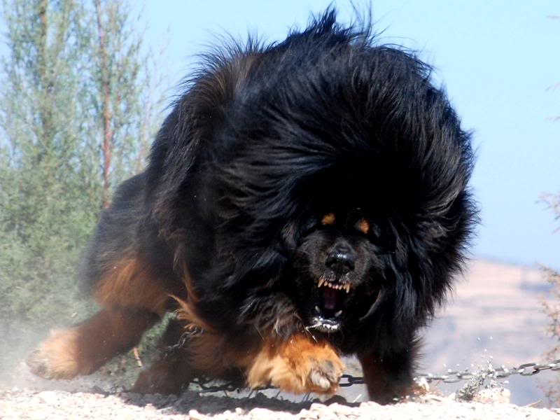 Cute Dogs Pets Biggest Tibetan Mastiff in the World information and 