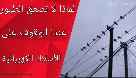 السبب الحقيقي وراء عدم صعق الطيور عندا الوقوف على الأسلاك الكهربائية| سبب عدم صعق الطيور بالكهرباء