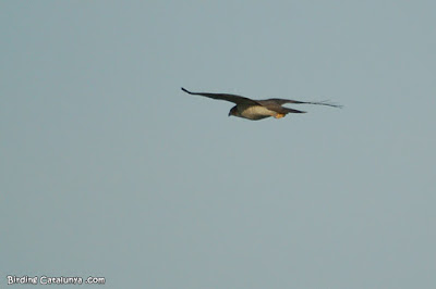 Esparver (Accipiter nisus)