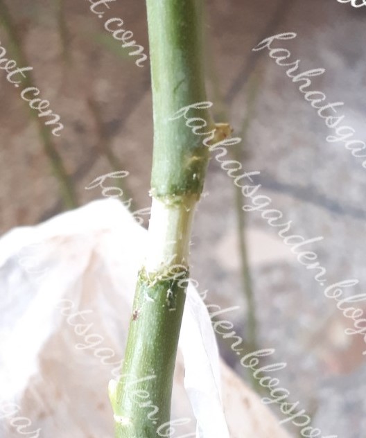 Jasmine, Motia, Mogra Propagation Grow by Air Layering 100 success