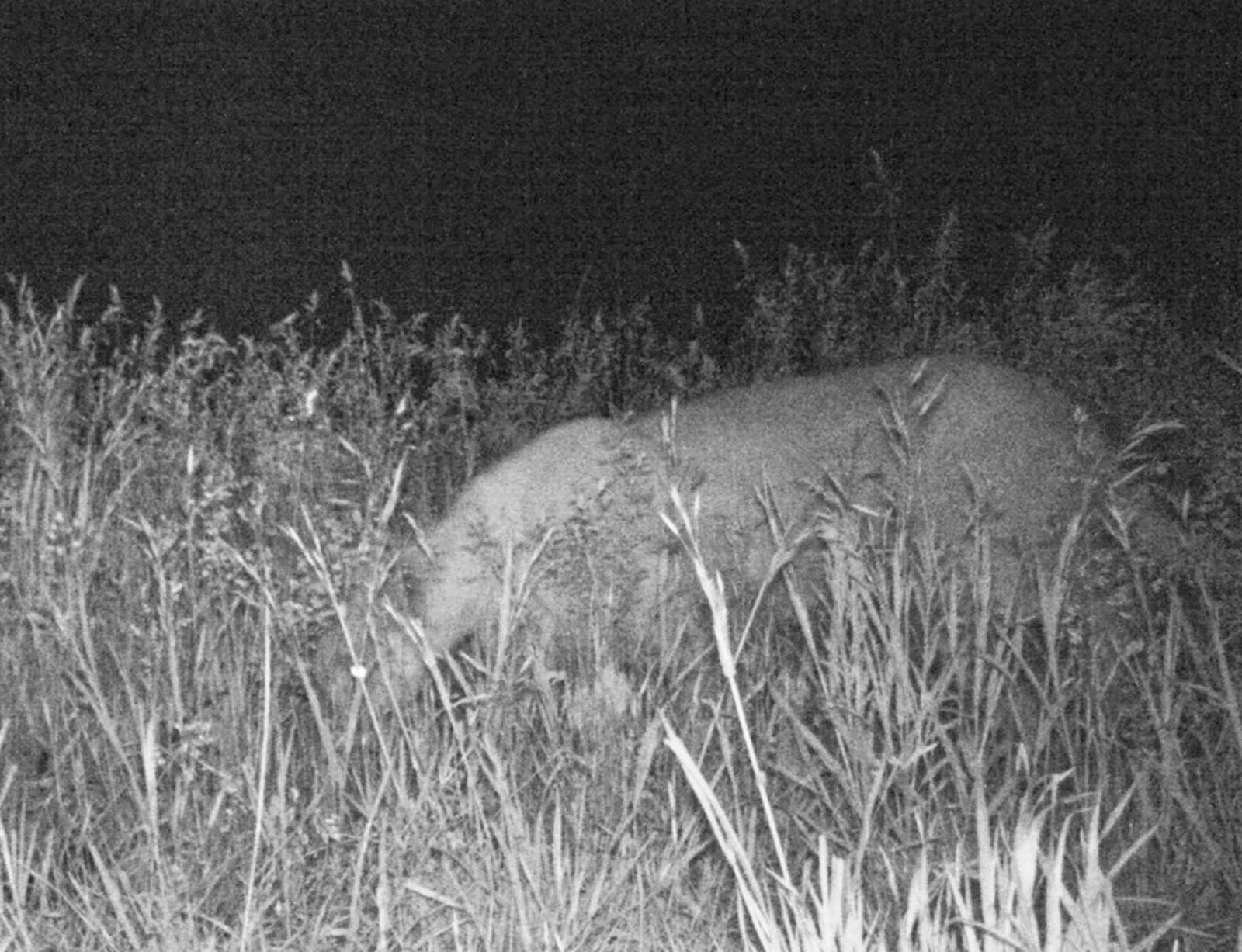 Ben Alexander's Ranch Music Web Page Mountain Lions