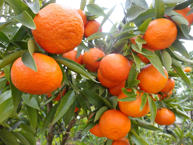 MANDARINAS CLEMENTINAS EN EL ÁRBOL EN INVIERNO