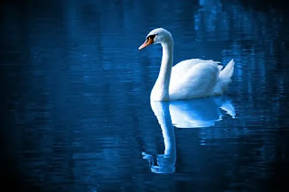 Swan dream meaning, swan in dream meaning, swan dream interpretation, Swan dream meaning islam, swan in dream islam, swan in dream islam, swan in dream spiritual meaning, swan in dream, swan in dream interpretation, swan in dream what does it mean, white swan in dream, seeng swan in dream, black swan in dream meaning, black swan in 