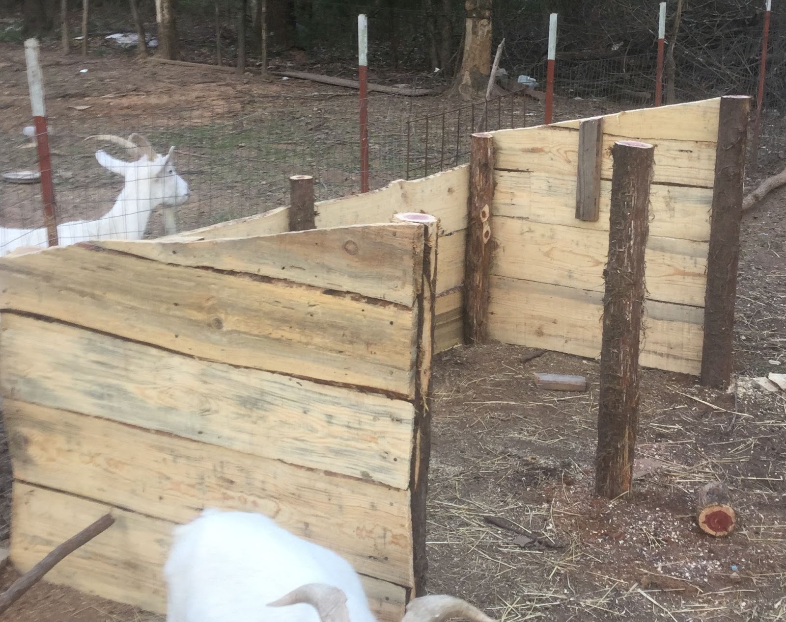 Countrified Hicks Construction of New Goat Shelter