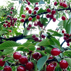 Pohon Cherry Jepang Distributor Tanaman