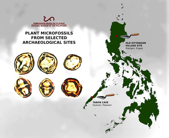 Microfossils: A Closer Look at the Archaeological Relevance of Plant Remains | [Paleoethnobotany | Archaeobotany]