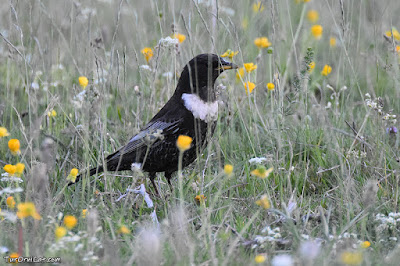 Merla de pit blanc (Turdus torquatus)