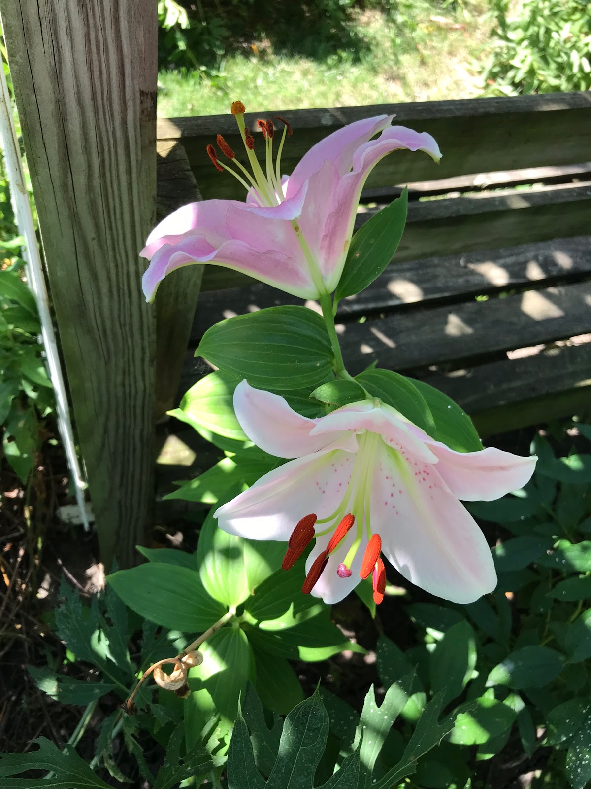 Common Sense Gardener Pink Lilies represent motherhood
