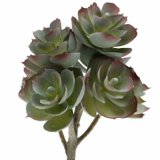 suculenta echeveria