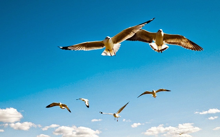 Mengapa Burung-burung Terbang Membentuk Huruf V? | Belajar Sampai Mati