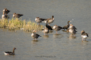 Wildlifefotografie Naturfotografie Lippeaue