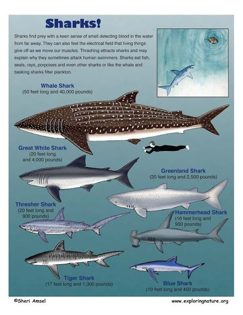 cá mập trắng Greenland