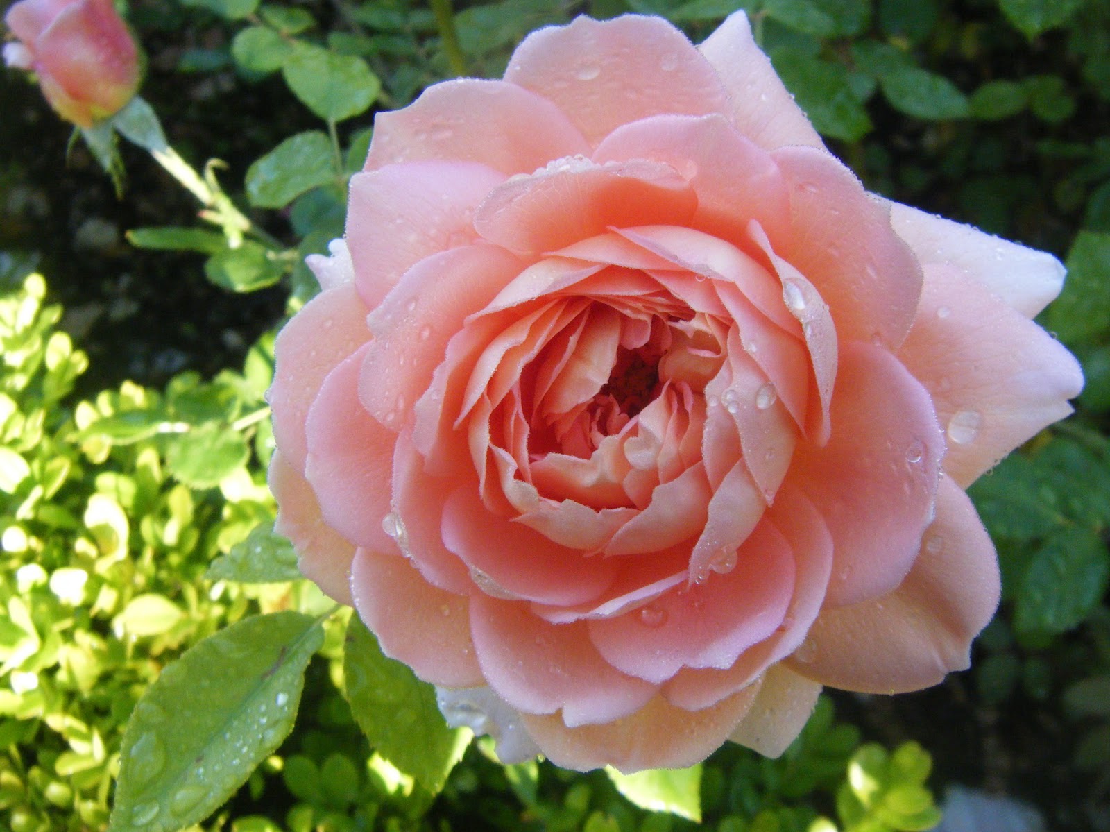 La Bella Vita Beautiful Living Food Gardening Fiori Fiori E Fiori Flowers Flowers 