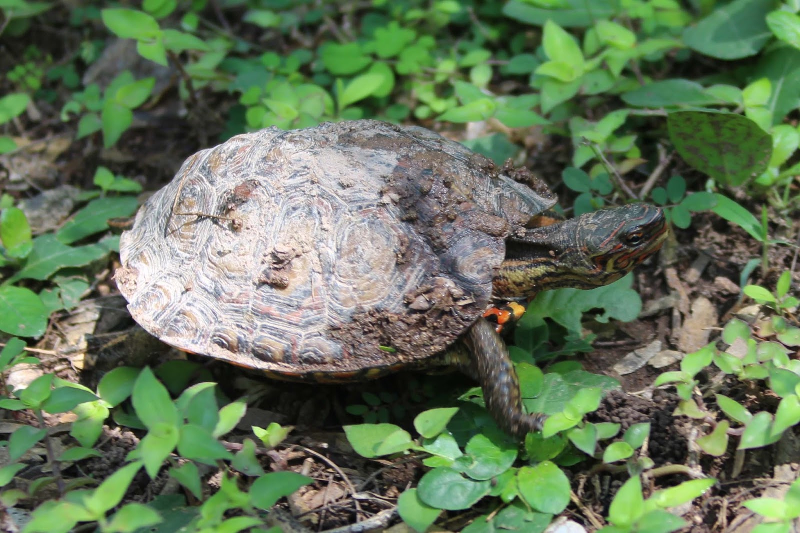 Hipster Birders: Honduras Birding, Day 4: Honduran Emerald