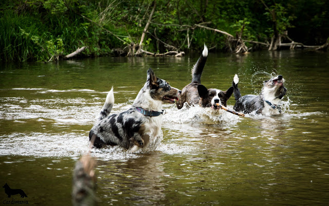 podróże z psem podróże z psem, wakacje z psem, w góry z psem
