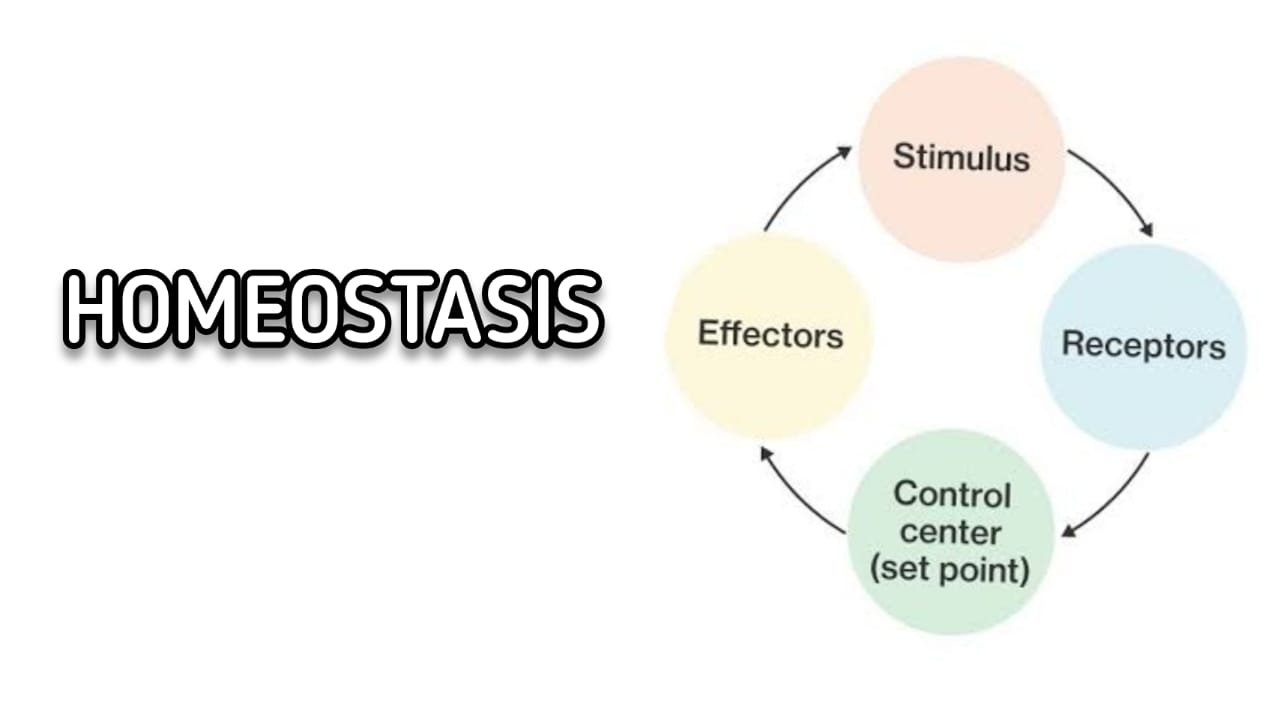 MDCAT NOTES HOMEOSTASIS