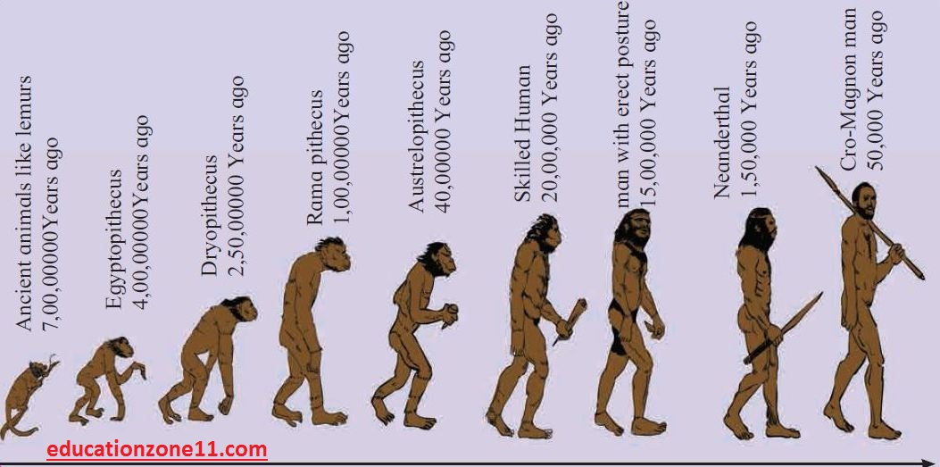 Закономерности антропогенеза. Процесс эволюции человека. Ветка эволюции человека. Закономерности эволюции человека.