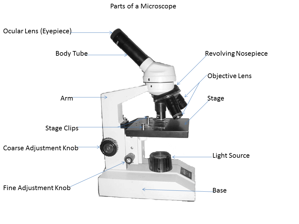 Parts Of A Microscope Diagram