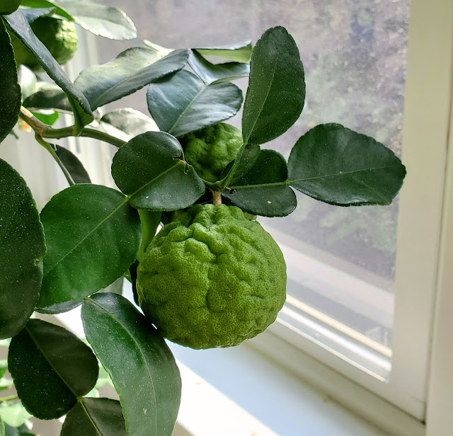 66 Square Feet (Plus): Growing Indoor Citrus - 22 Things You Should Know
