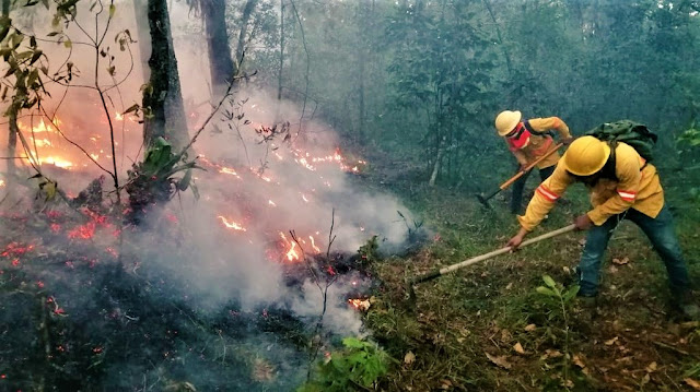 Suman 42 incendios forestales en Oaxaca en lo que va de 2021 Suman 42 incendios forestales en Oaxaca en lo que va de 2021