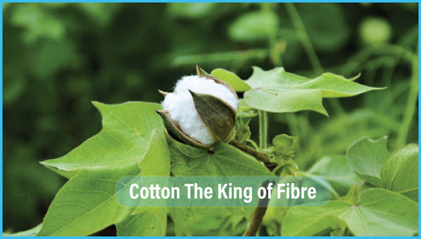 Cotton Fibre Natural fibre cotton