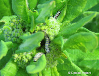 Three Monarch caterpillars chewing Butterfly milkweed flower buds - © Denise Motard