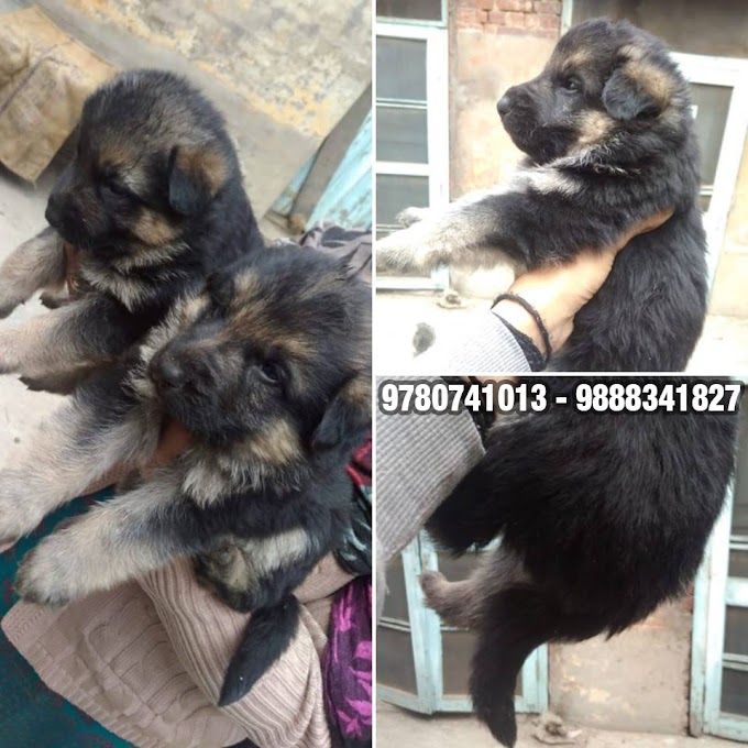 German Shepherd puppies available in Delhi, Noida, Gurgaon, Haryana, Ambala, Jalandhar, Amritsar & Chandigarh