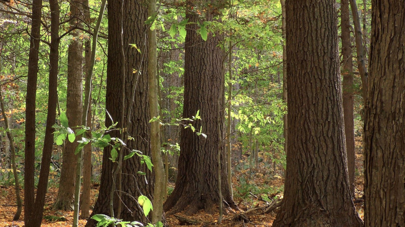 New England Forests New Film Eastern White Pine The Tree Rooted in