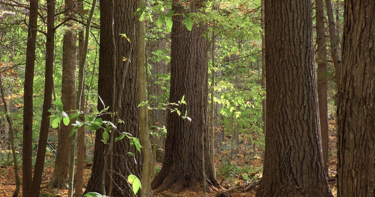 New England Forests New Film Eastern White Pine The Tree Rooted in