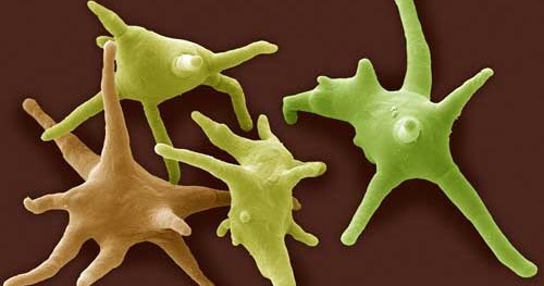 20 Contoh Peranan Protozoa Yang Menguntungkan Dan Merugikan Bagi Kehidupan Biologijk 20 Contoh Peranan Protozoa Yang Menguntungkan Dan Merugikan Bagi Kehidupan Biologijk