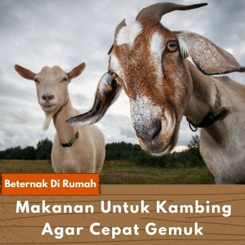 4 Makanan Untuk Kambing Agar Cepat Gemuk - Beternak Dirumah