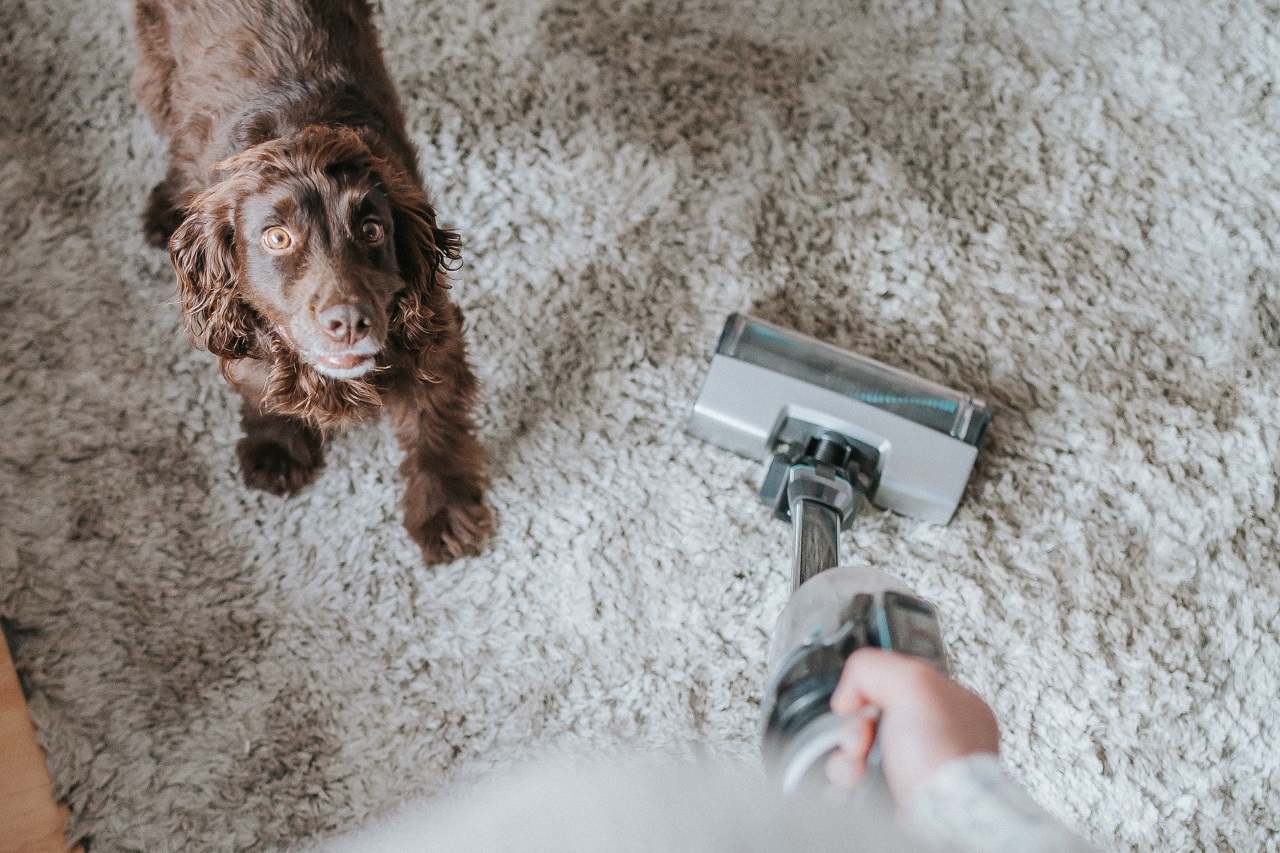 Top Cleaning Tips for Dog Owners