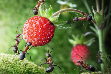 Karıncalar Ne Yer ? Karıncalar Nasıl Beslenir ? >>>