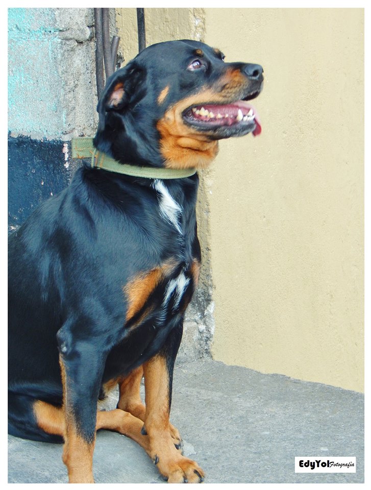 EdyYol El problema de los perros callejeros