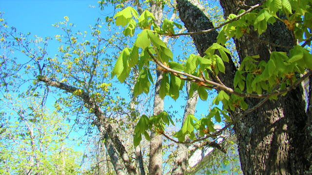 Castaños de indias (Aesculus hippocastanum L., Sp. Pl.).