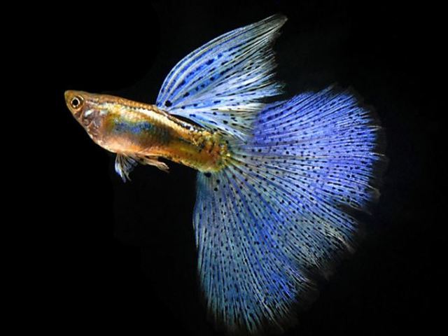  Gambar Ikan Guppy  Hias dan Got atau Parit dari Lokal Indonesia