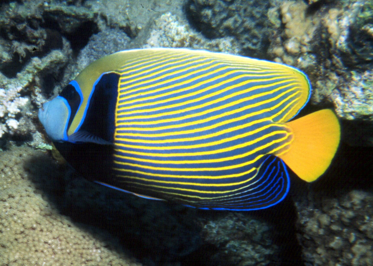 Top 3 Most Beautiful Fish - HD Animal Wallpapers