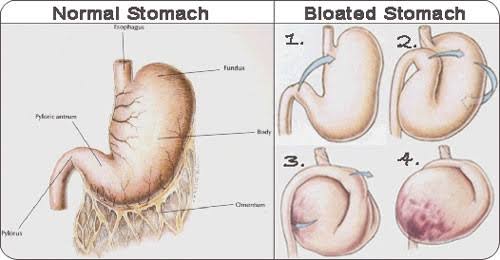 what is stomach bloating