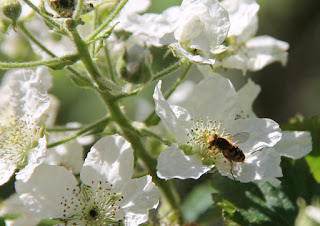 Blowfly on blackberry blossom Blowfly on blackberry blossom, Syrphus ribesii