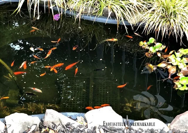 Outdoor Goldfish Pond