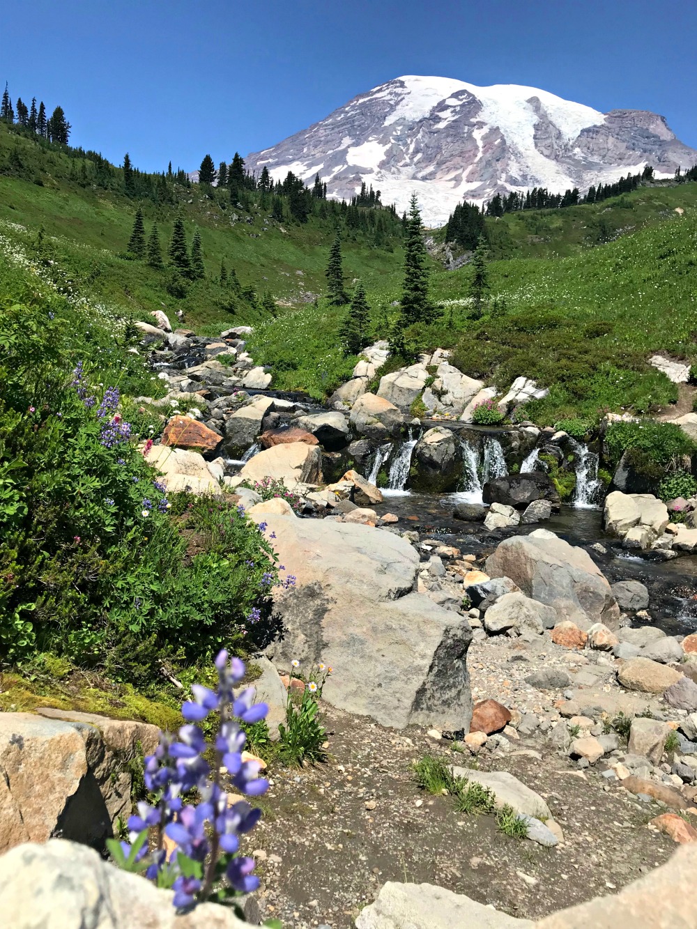 Visit Paradise Mt. Rainier A Locals Guide to Get the Most out of a Day Trip