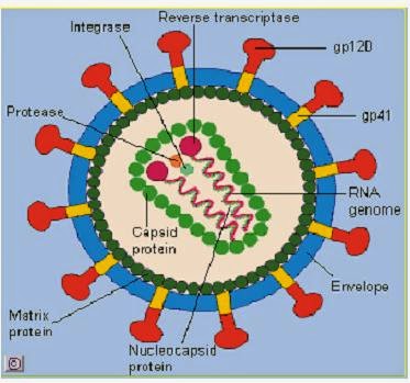  Virus  HIV  HUman Immunodeficiency Virus  Nabiungkangkung
